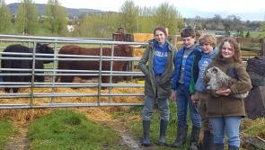 Unique Balmoral heifers from Royal fold  arrive to Quinn family  in Holycross