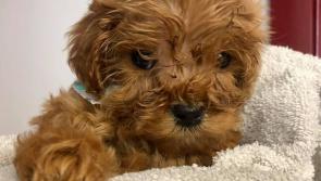 Pet tragedy: Tipperary veterinary clinic's appeal after pup loses its fight for life