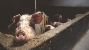 Piggery battle at Mullinahone may be set to continue