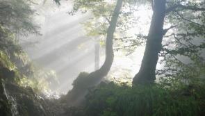 Late Canon Owen O'Neill returned from England for burial in Cappawhite