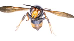 WARNING: 'Circumstances not known,' Asian Hornet detected in Ireland for first time
