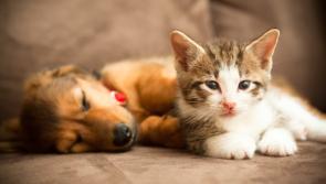 Two for Today: Maxi Zoo offers 'invaluable' advice when welcoming a pet into your family