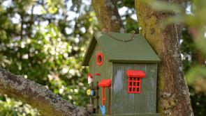 They're for the birds in Mullinahone - six new colourful bird boxes in place