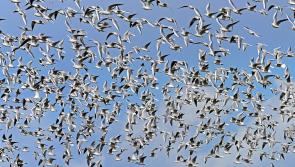 ALERT: Public warned of sharp jump in callouts for pest birds ahead of summer months