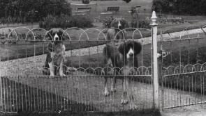 War of Independence dog licences now digitised by Tipperary Libraries
