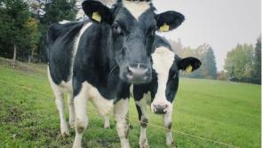 Tipperary farmers advised to ensure calves thrive during unsettled weather