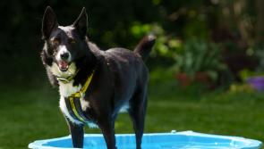 Warning on danger posed to dogs by hot weather