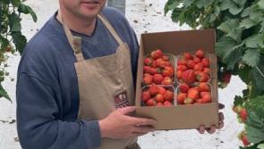 Tipperary grower welcomes first strawberries of the season
