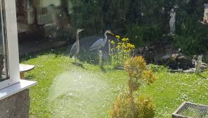 Spot the difference! Great excitement as heron gets his bearings mixed up in Tipperary 