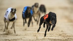Power on the Ball in Thurles Greyhound Stadium semi score