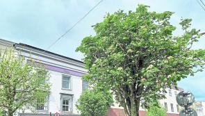 Environmental groups continue bid to save Clonmel town centre trees