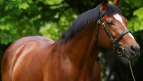 Tributes pour in for Tipperary equine superstar on his passing