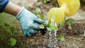 Irish Water appeals to Tipperary people to conserve water during heat wave - and gives some tips