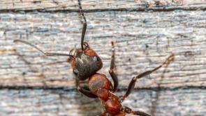 Tipperary among the top five counties in Ireland for ant callouts so far this year
