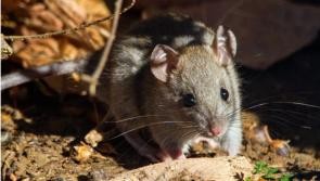 Tipperary pub issued with Closure Order over risk to public safety and 'rodent droppings'