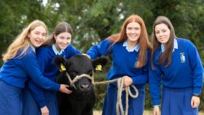 Tipperary students set to rear Angus calves in unique schools competition