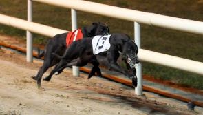 Four Tipperary trainers reach the final of BoyleSports Irish Greyhound Derby 