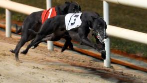 Support for Tipperary-trained Susie Sapphire ahead of Irish Greyhound Derby final