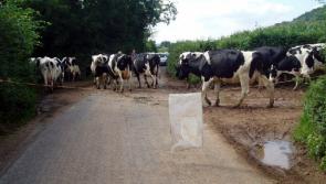 Cows killed by motorist on N7 outside Nenagh