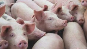 Tipperary TD to raise farming challenges at Dáil committee hearing