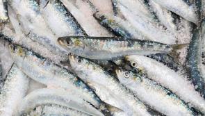 ALERT: Irish consumers warned as seafood products recalled from supermarkets