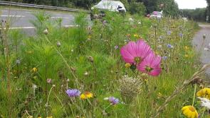 Tipperary communities encouraged to act now to protect biodiversity