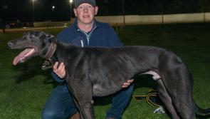 Five of the six greyhounds in Saturday's Cork Laurels final are Tipperary-trained