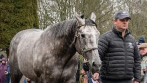 Tipperary stud included on the Irish Stallion Trail in January 