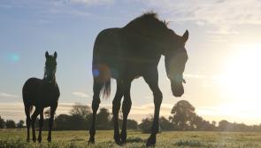 Tipperary part of iconic Irish thoroughbred development plan by Fáilte Ireland