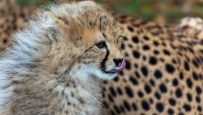 Five endangered baby cheetahs born at an Irish wildlife park have been named