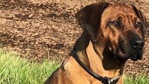 Beloved family pet  Bella found after an eleven week search in the Fethard area