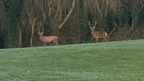 Prancer and Dancer paid a visit to one Tipperary golf course last week