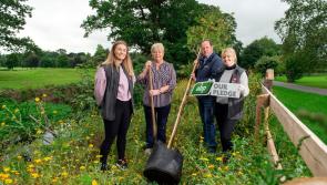 Tidy Towns groups and ABP to plant native trees in Cahir and Nenagh