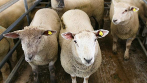 Advance payments of €16million issued to almost 20,000 farmers in Sheep Welfare Scheme