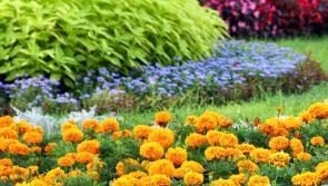 Growing garden flowers - What you need to know in association with Garden Seeds Market