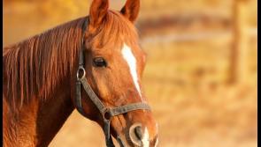 Tipperary Racecourse included in Rewards4Racing scheme