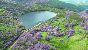 Tipperary folk: Places for Haunted Path of Witch of Baylough are disappearing fast. Book ASAP!