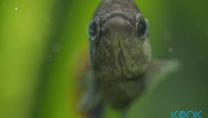 Mexican fish brought back from extinction thanks to zoo