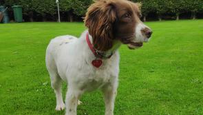 BBC documentary on missing Tipperary dog Molly to air on Saturday