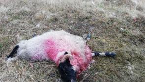 Dog attack killed 30 sheep in Knockmealdowns near Newcastle