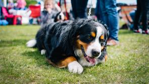 Garden fete and dog show to be held in Gortnahoe this weekend
