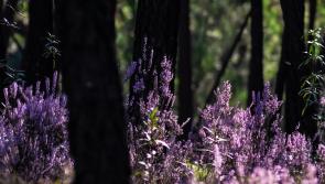 Suaimhneas sna Coillte is back in county Tipperary in August