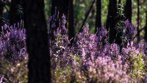 Three-day August Wellness Festival will showcase the beauty of Tipperary