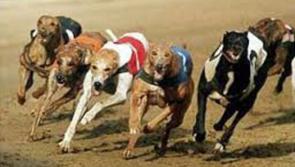 Greyhounds: Destined to commence season with slick Thurles Greyhound Stadium debut