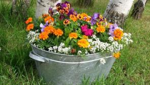 AGM: Golden Kilfeacle Tidy Towns committee this Friday