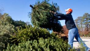 Tipperary people urged to recycle Christmas trees and pressie wrappings