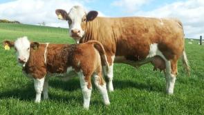 Tipp farmers told to use Price Tracker to see what they could be getting