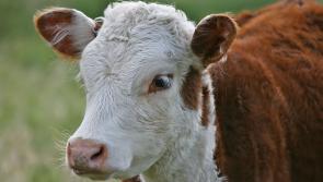Watch out for common illness in your calving herd - FRS advice