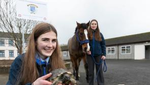 Fethard students praised for their work on BT Young Scientist Exhibition project