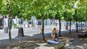 Environmental group opposes 'drastic clearout' of Clonmel town centre trees